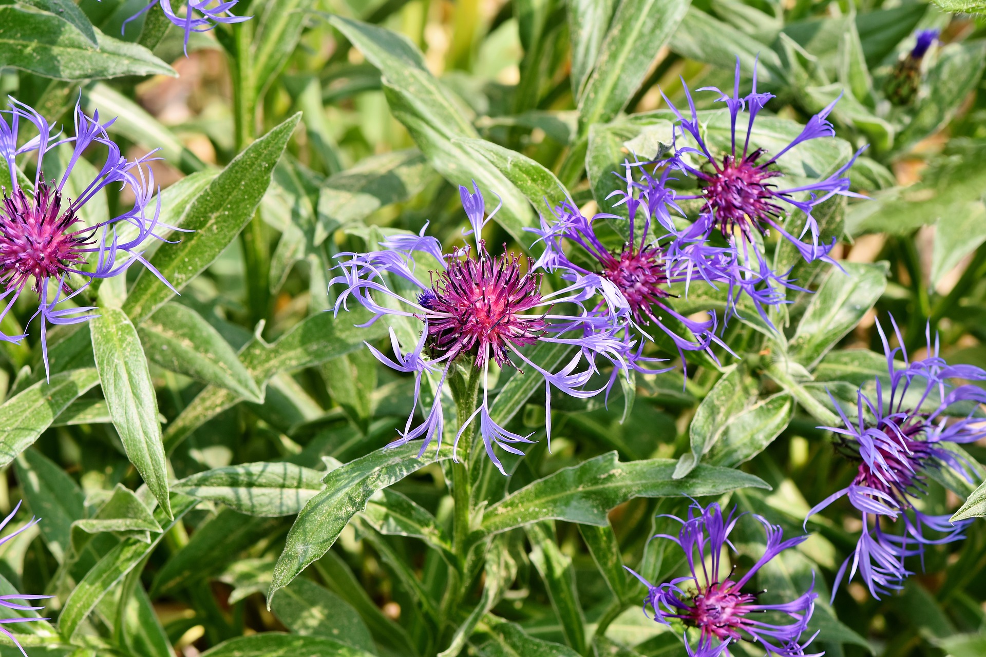 Bergkorenbloem