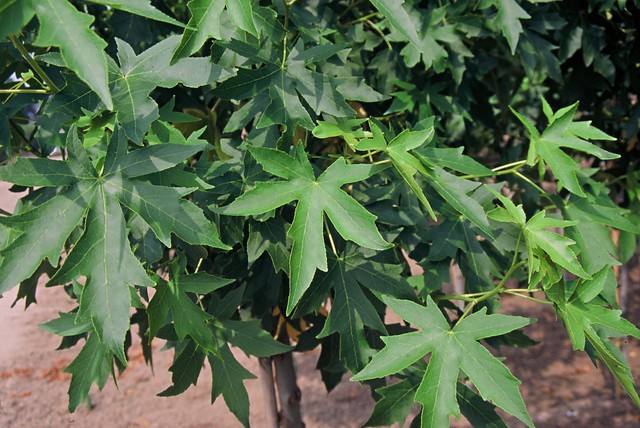 amberboom