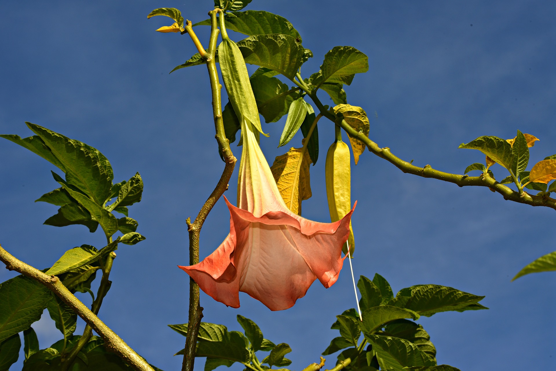 Engelentrompet