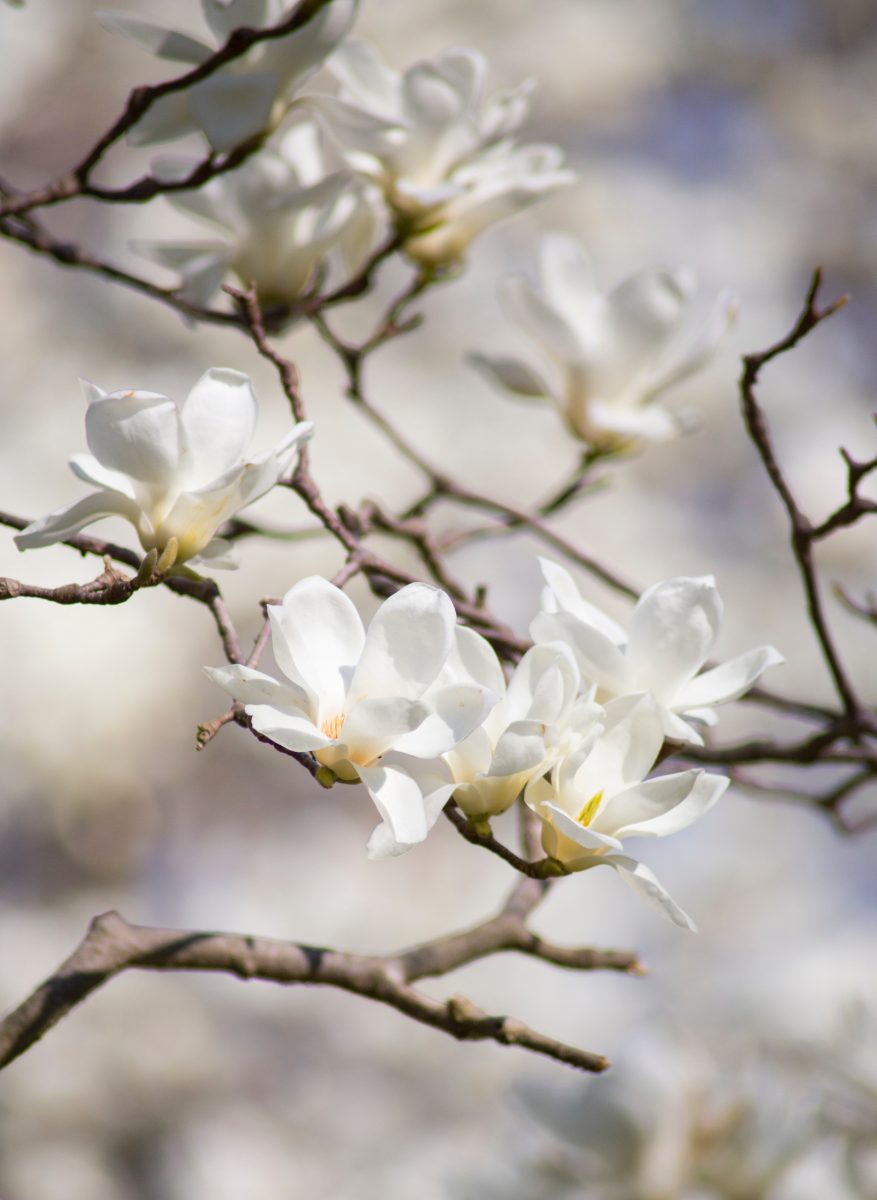 anijsmagnolia