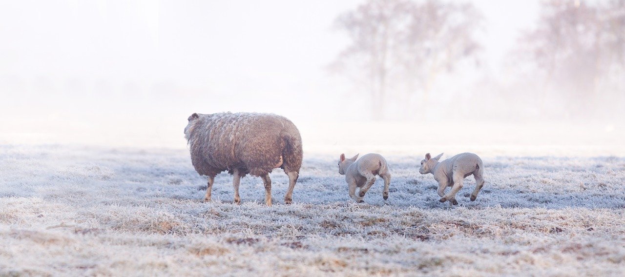 lammetjes knuffelen