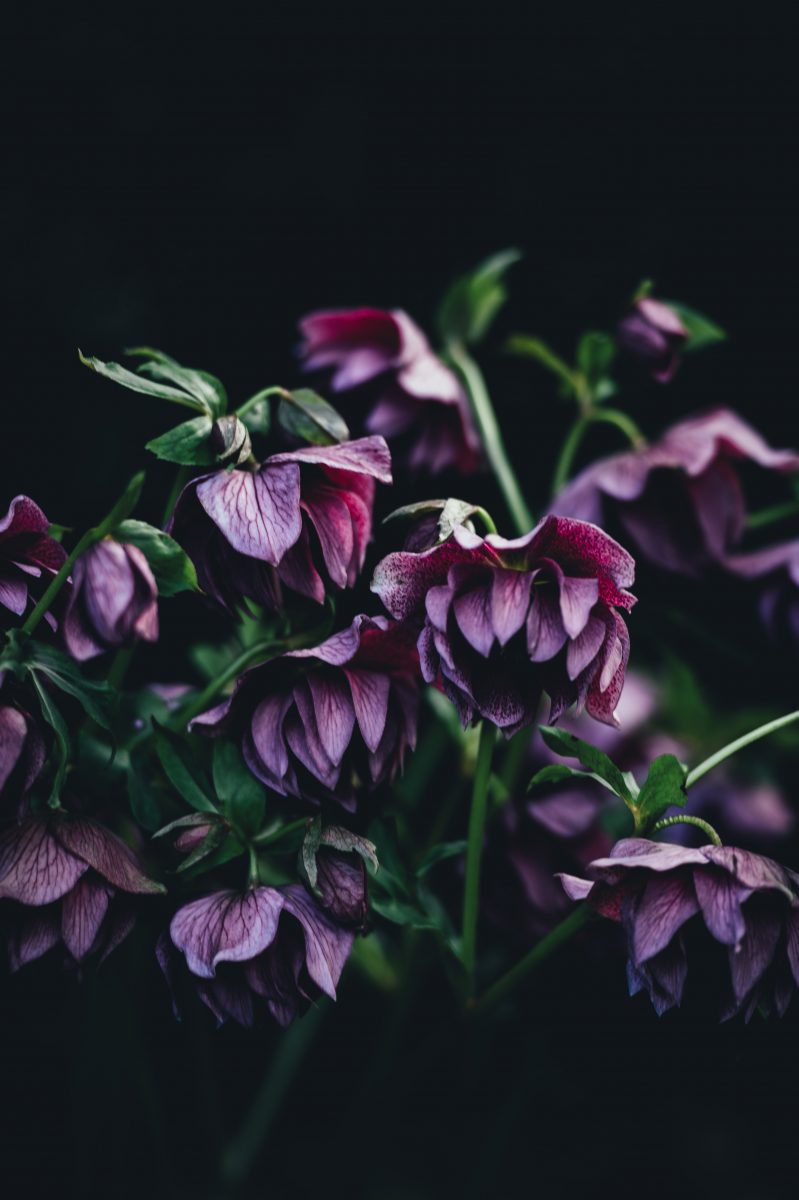 Helleborus
