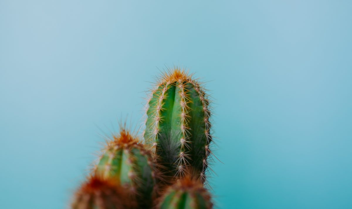 Cactus