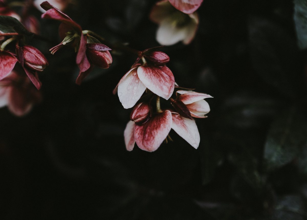 Helleborus