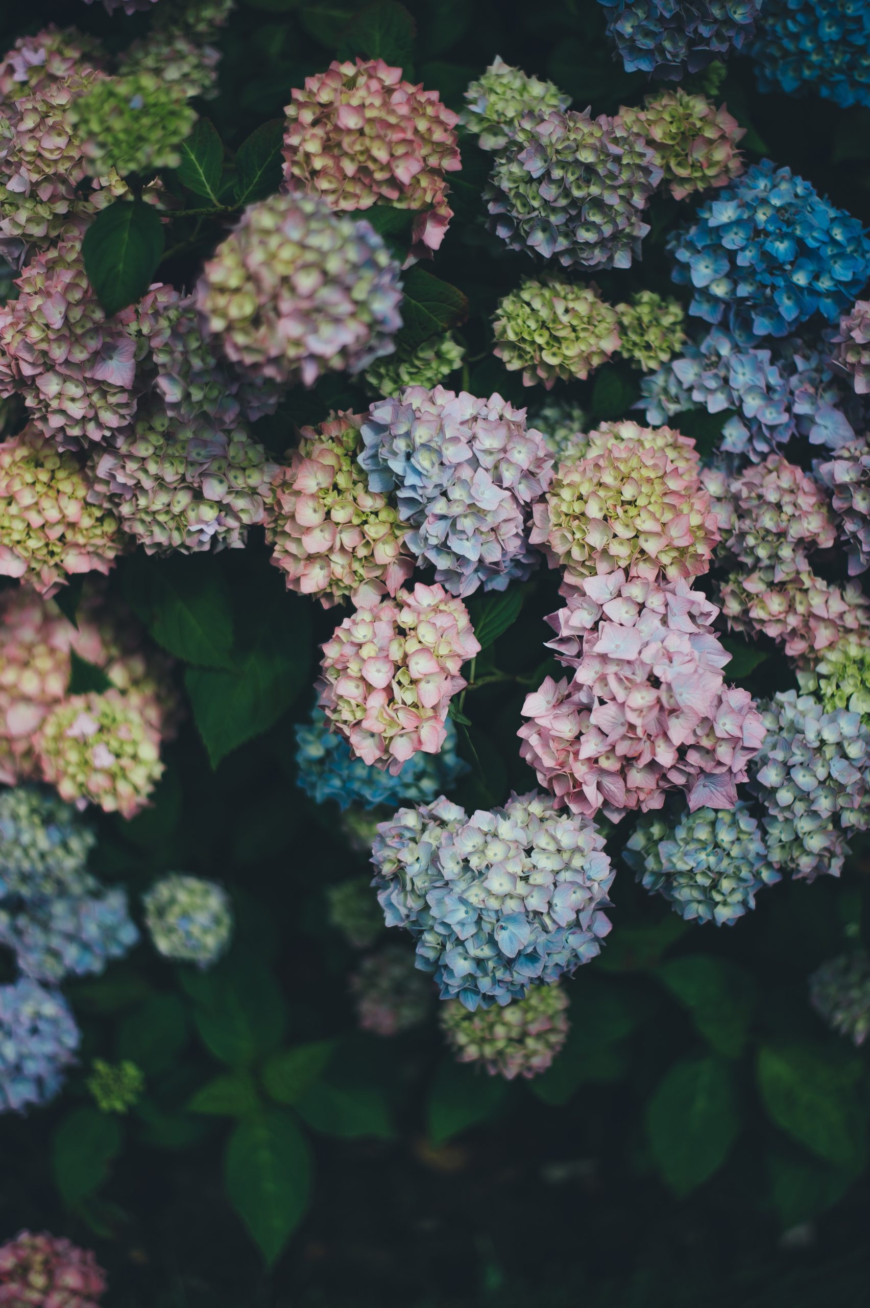 hortensia biologisch blauw