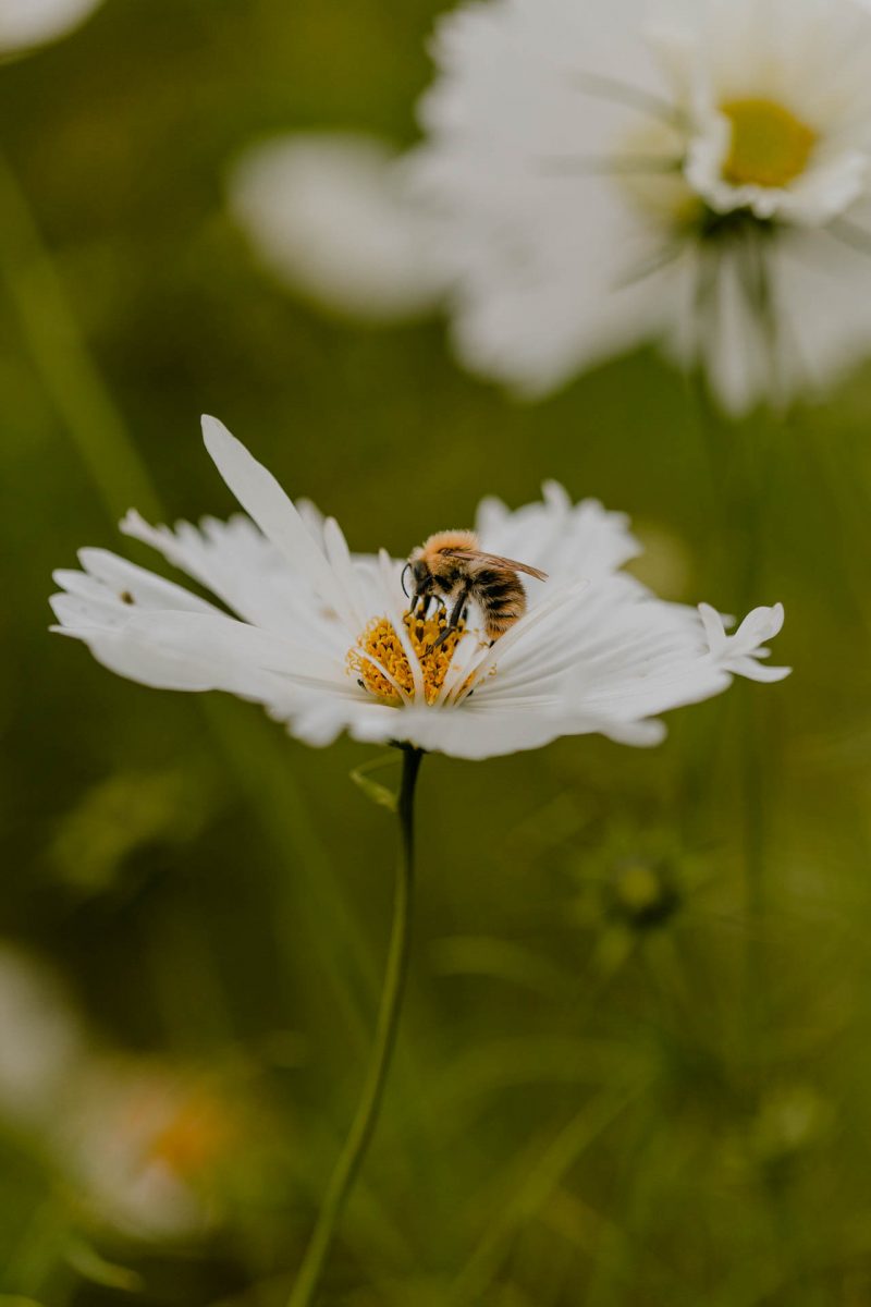 bloemzaden