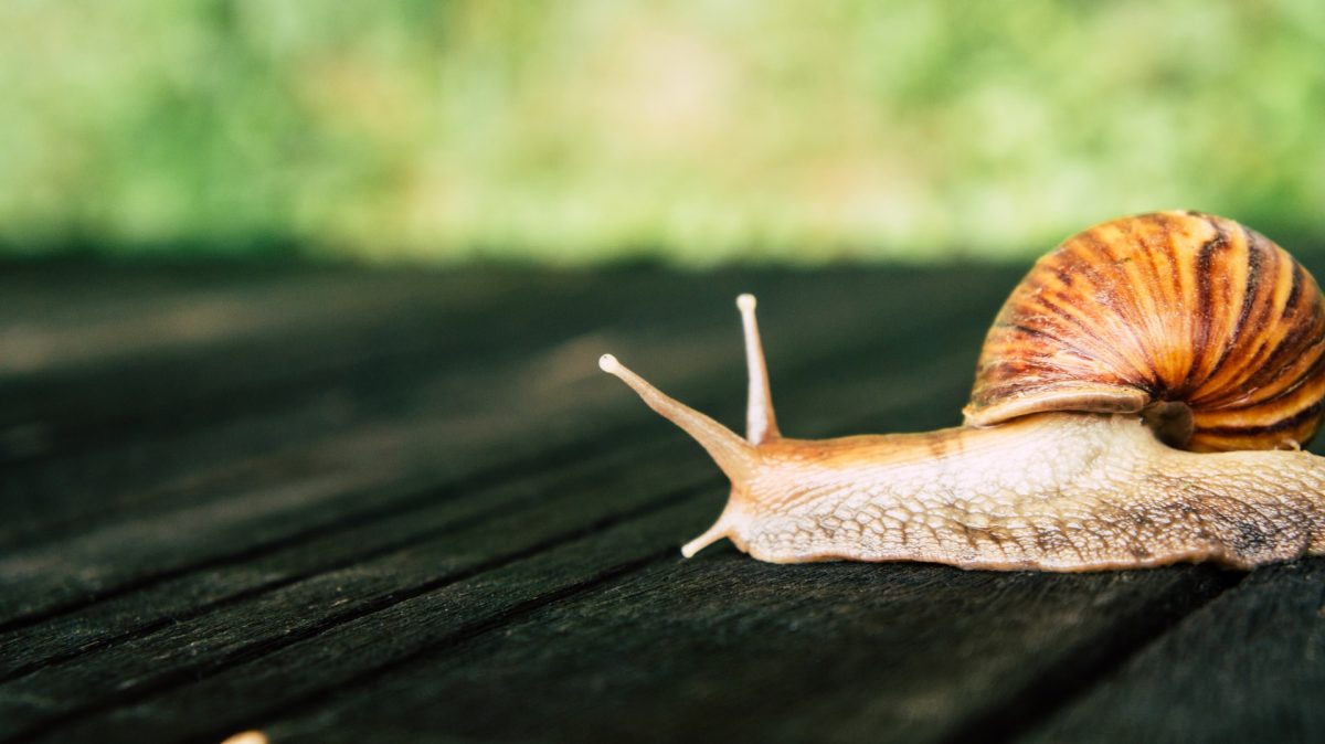 tips tegen slakken in je tuin