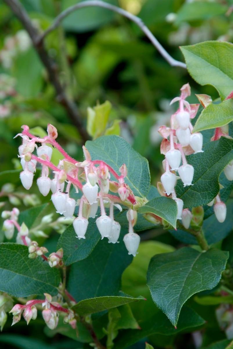 appeltjesblad - bergthee - Gaultheria shallon - shallonfruit