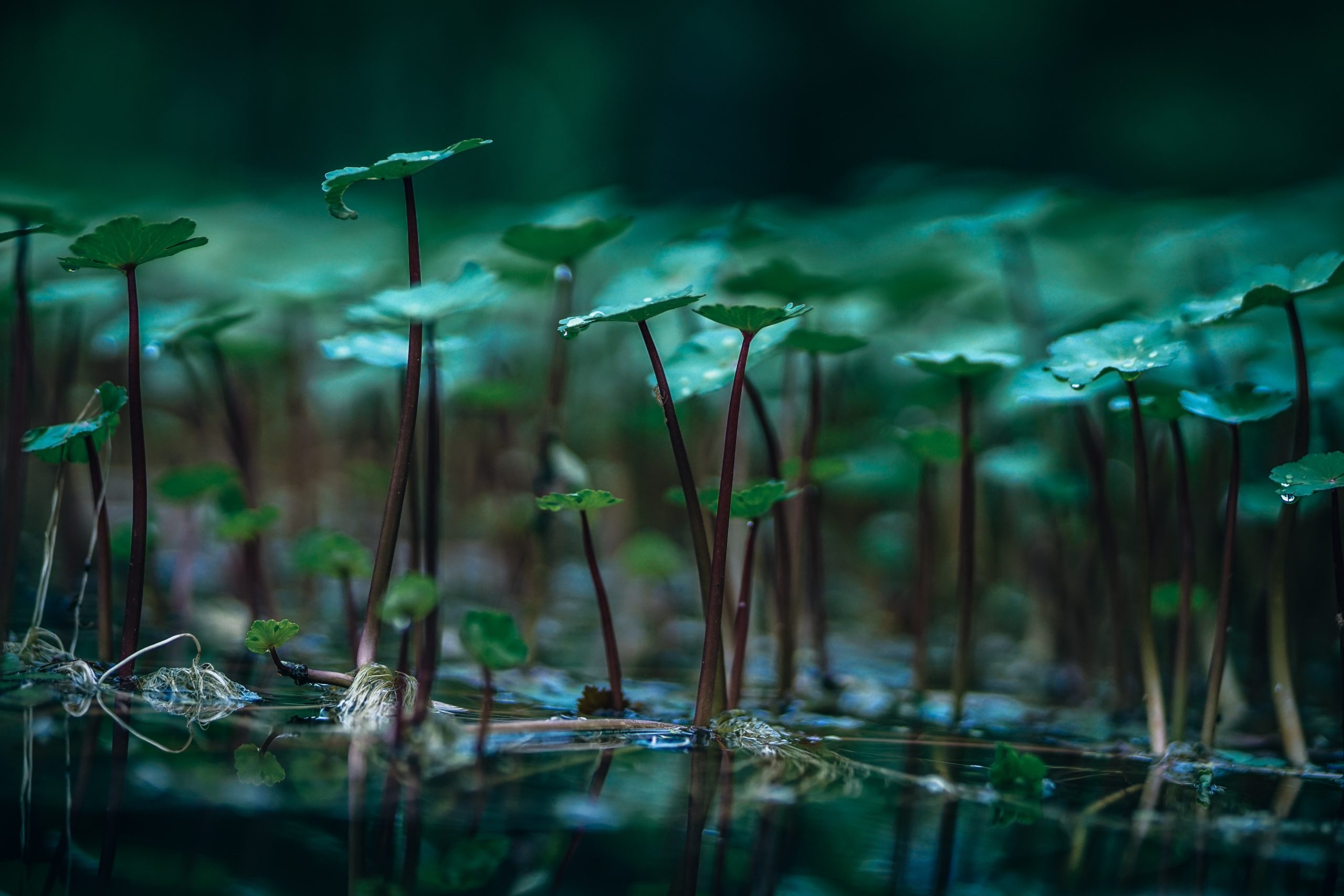 Waterplanten voor binnen