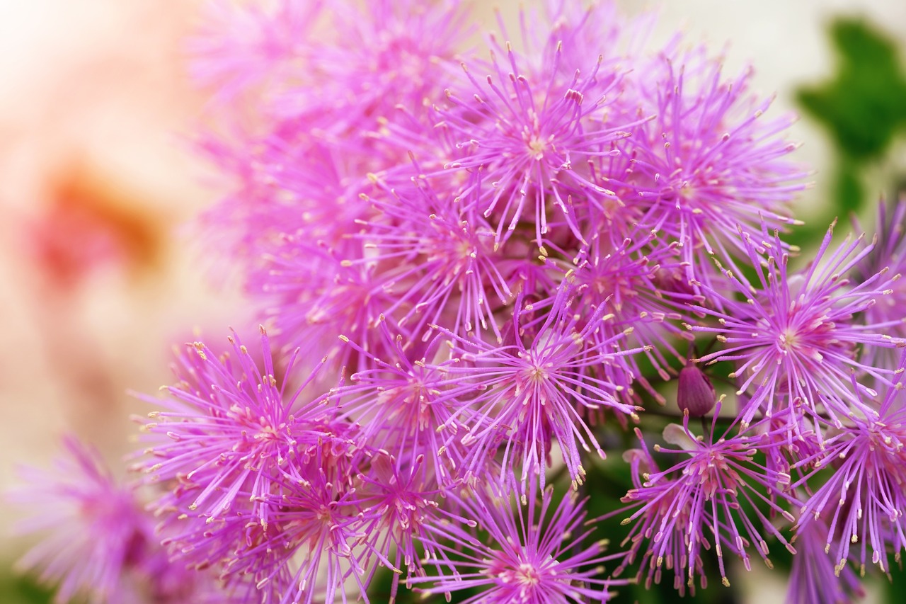 Thalictrum