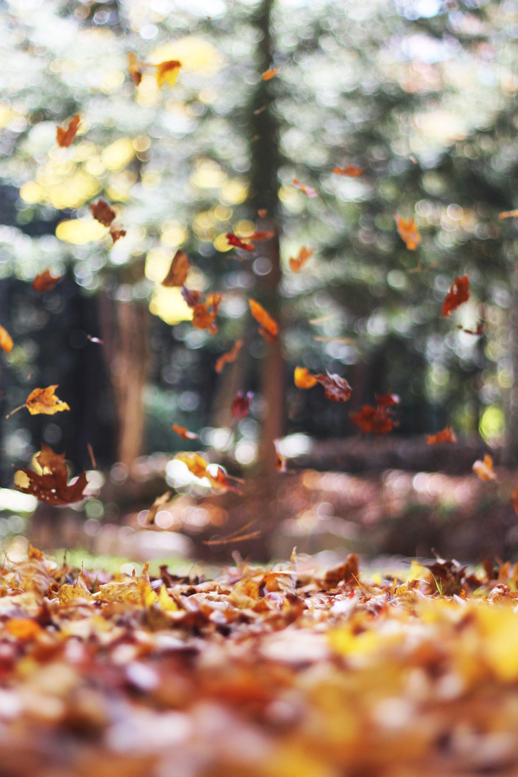 herfstfoto's