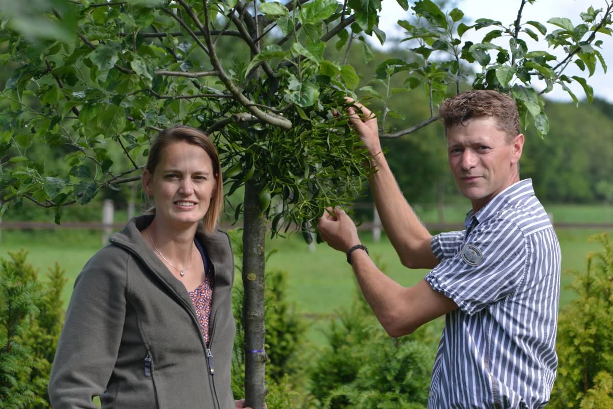 maretakkenkwekers met mistletoe of maretak
