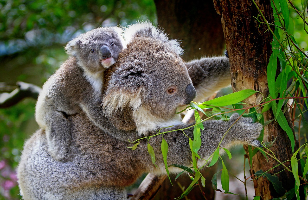 baby koala