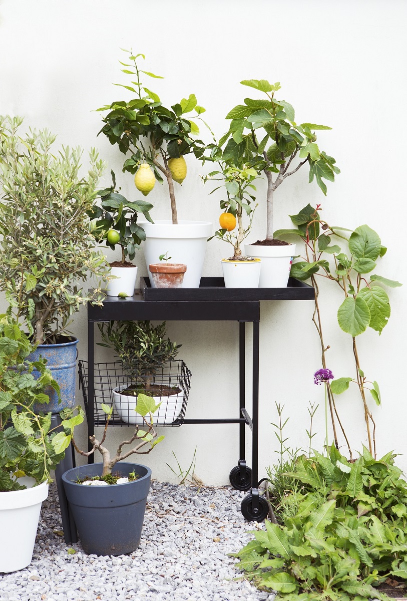 kuiplanten -citrus - vijg - olijf - druif - kiwi - overwinteren - vorstvrij