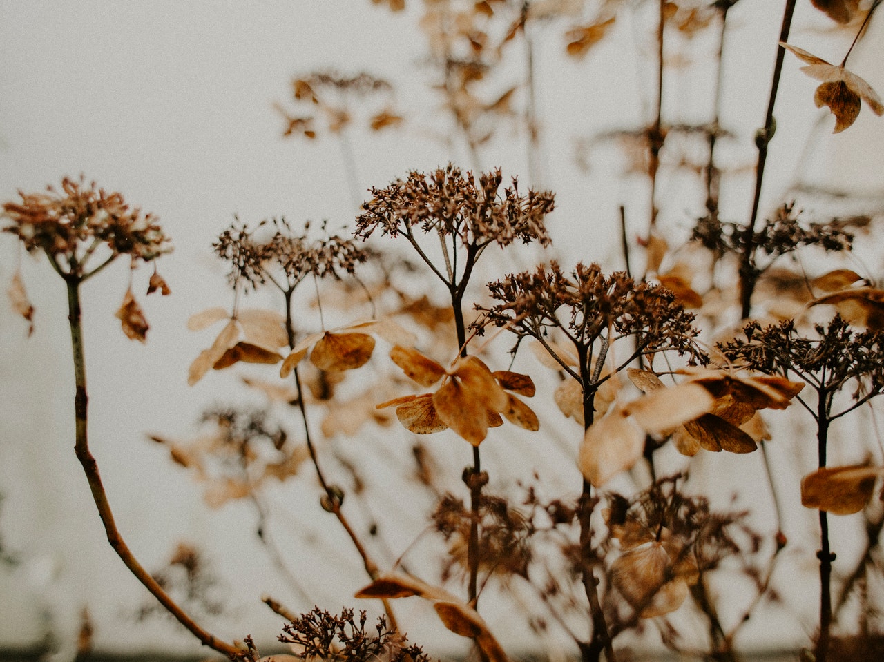 herfsttuin