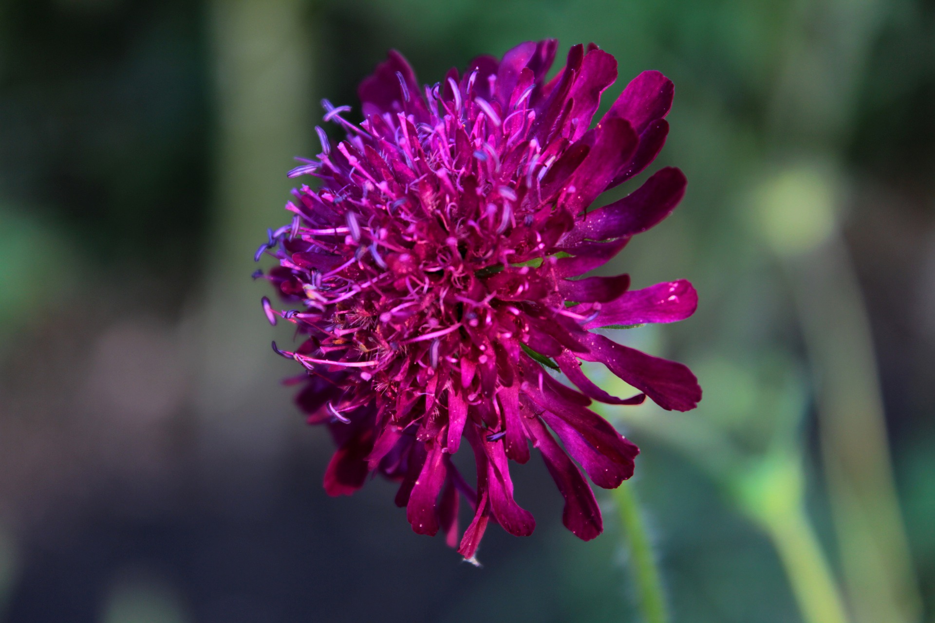 knautia macedonia