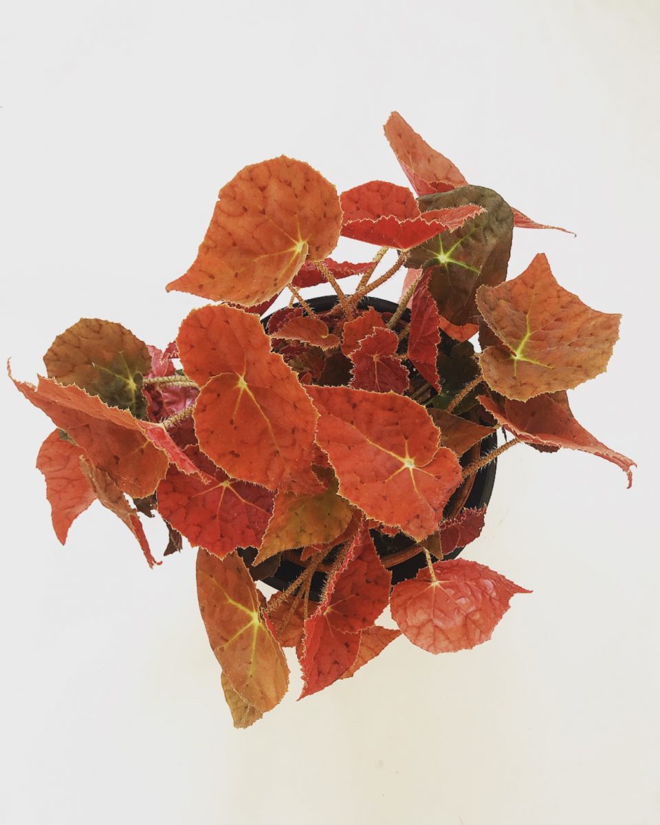 begonia autumn ember