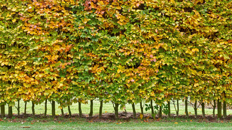 haag - beukenhaag - Fagus sylvatica