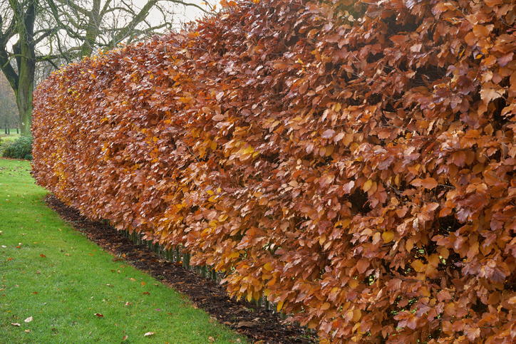 haag - beukenhaag Fagus sylvatica - herfst