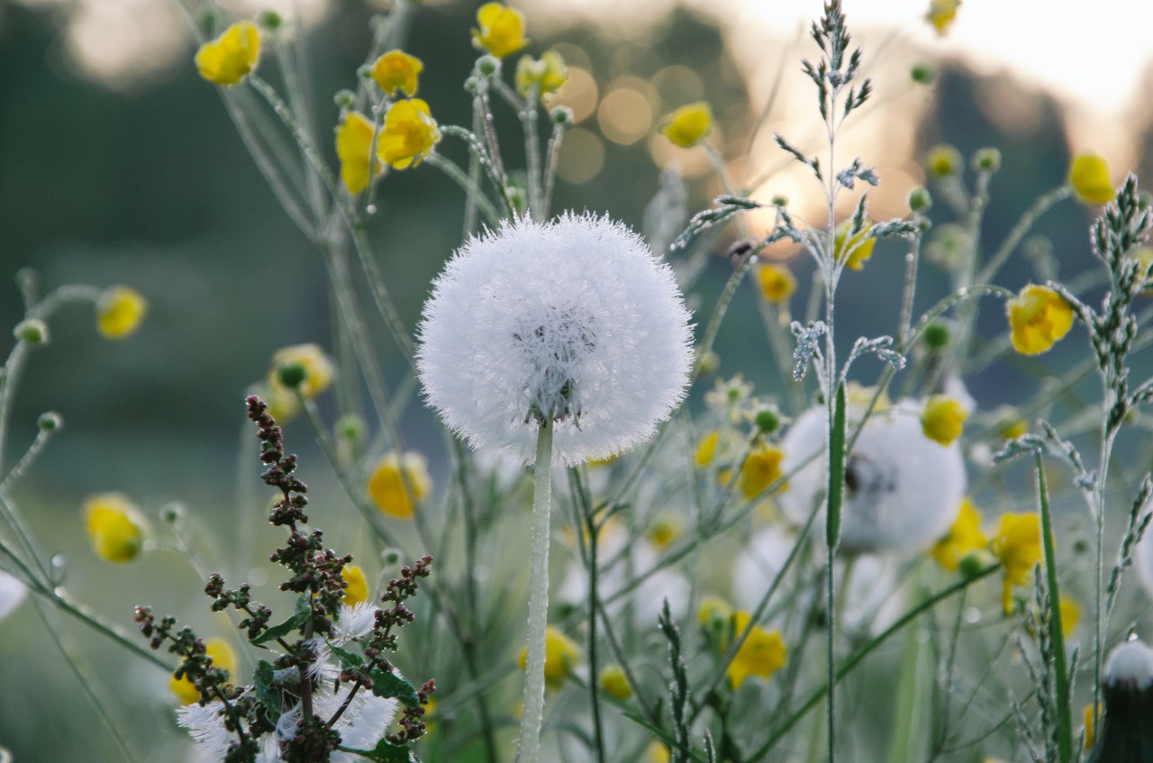 bevroren paardenbloem