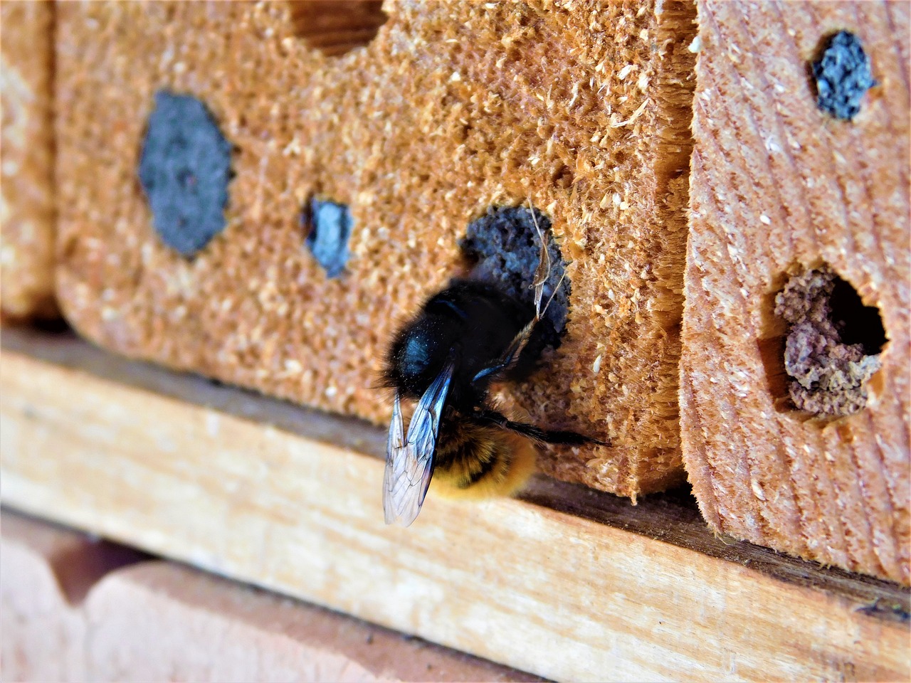 bij in een insectenhotel