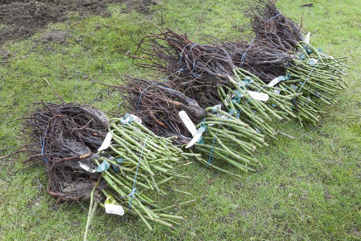 Rozen met kale wortel - rozenplanten - kale wortel rozen
