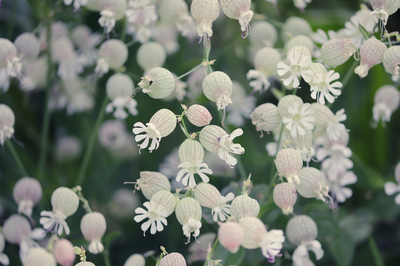 blaassilene