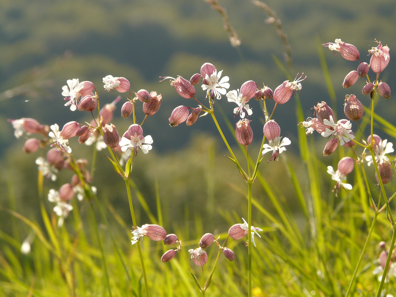 blaassilene