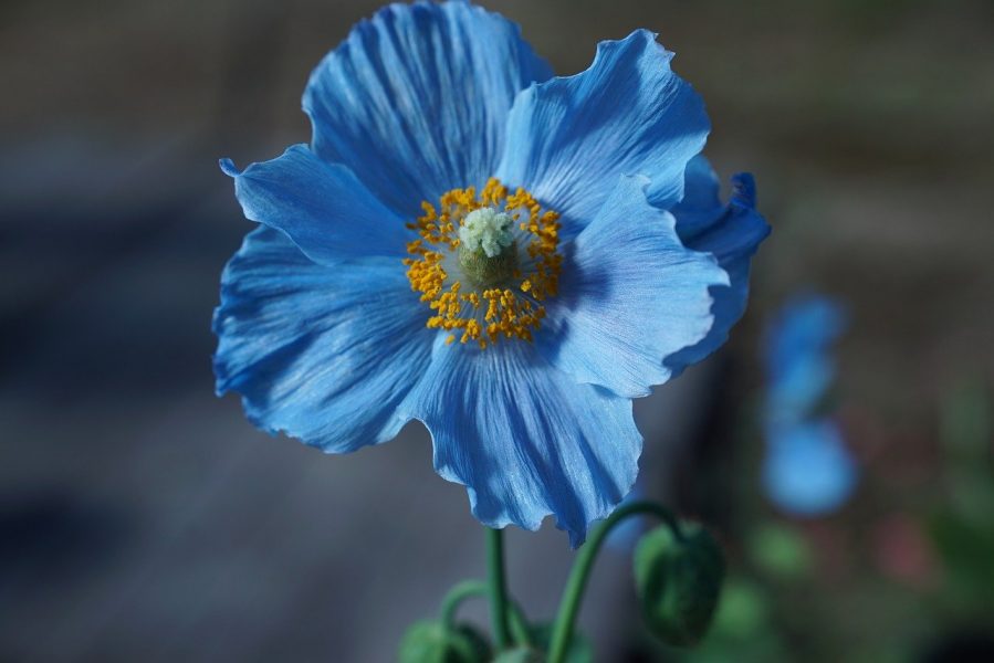 blauwe papaver