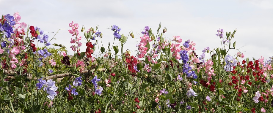 bloeiende Lathyrus odoratus
