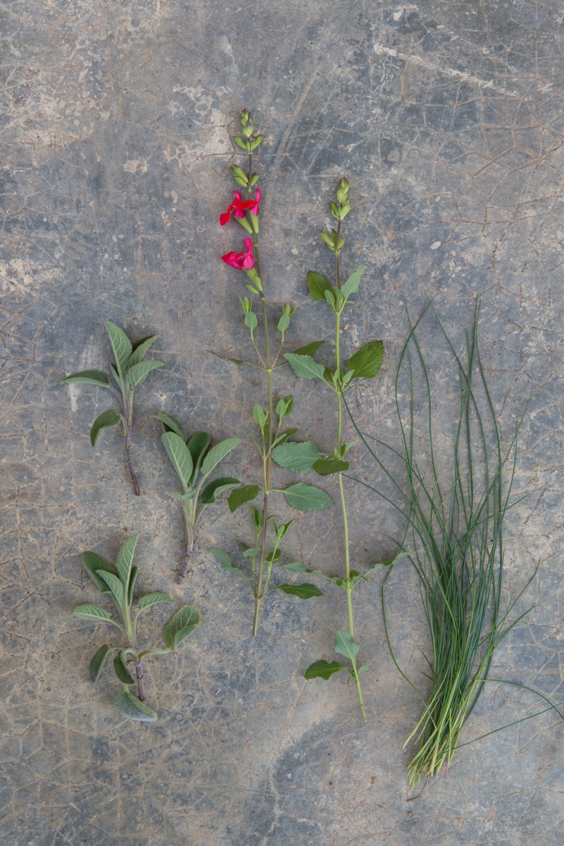 Salvia - Salvia 'Hot Lips' - blauw zwenkgras