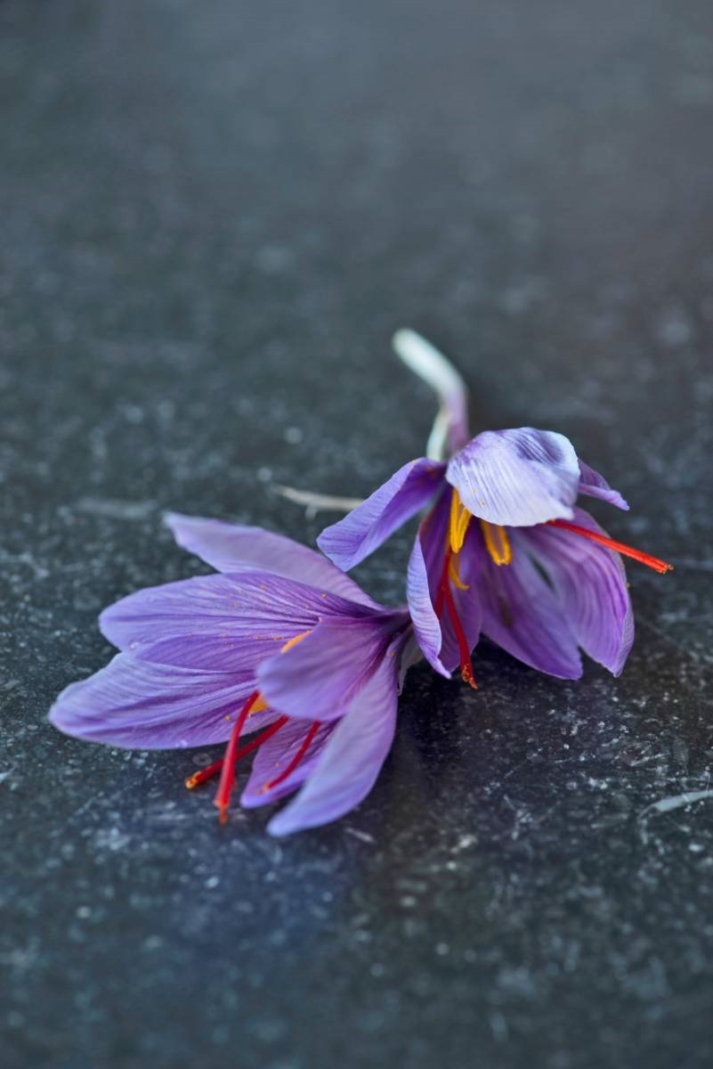 bloem van saffraankrokus - Crocus sativus - stampers