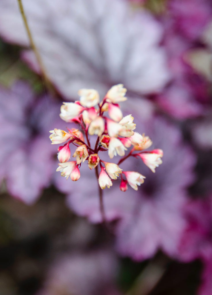 Rode bloemen, rood blad, zo mooi tussen het groen