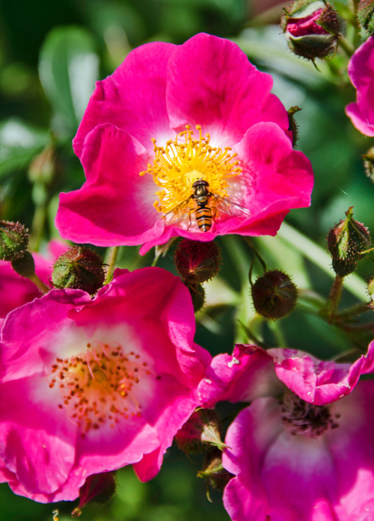 Rode bloemen, rood blad, zo mooi tussen het groen