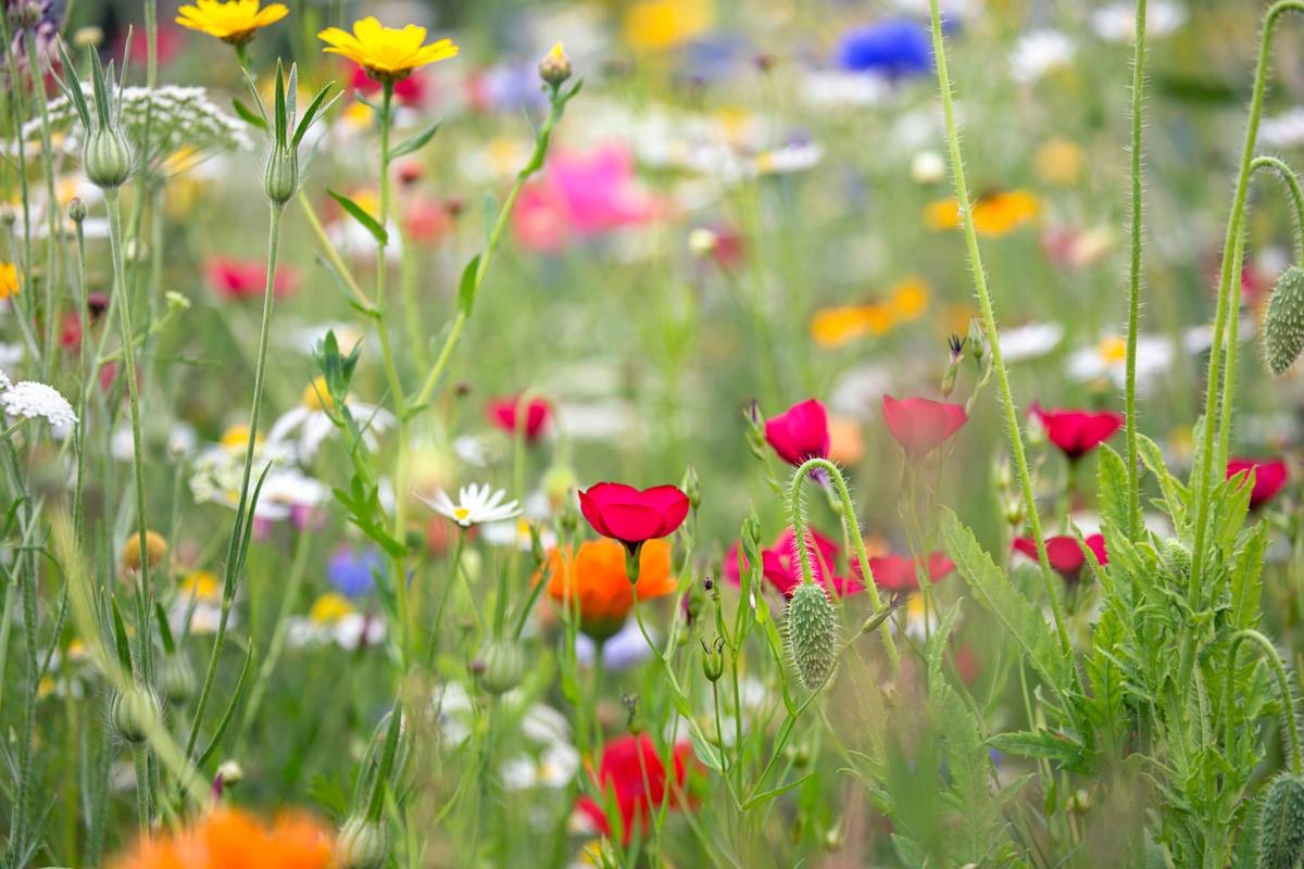 tuinklusjes april veldje zomerbloeiers