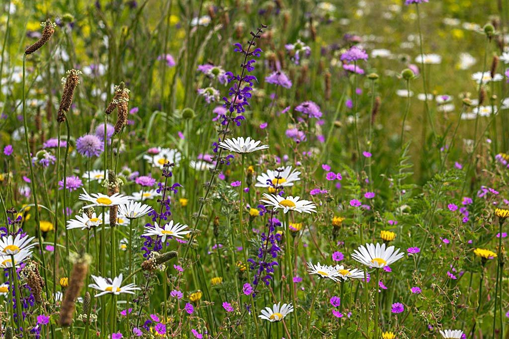 bloemenweide - gazon - gras
