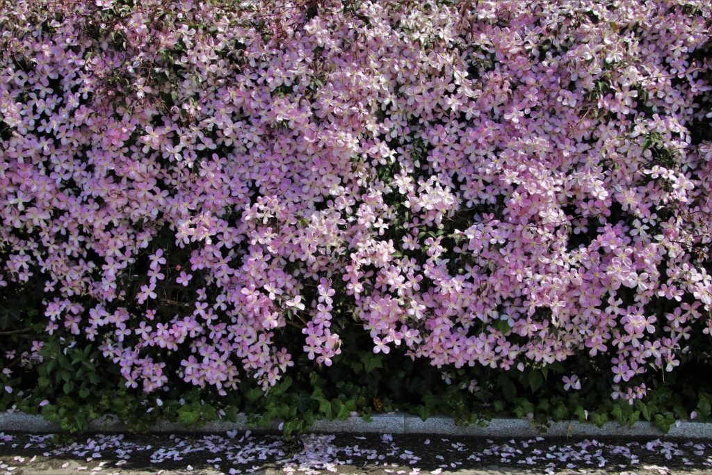 duurzaam tuinieren - clematis