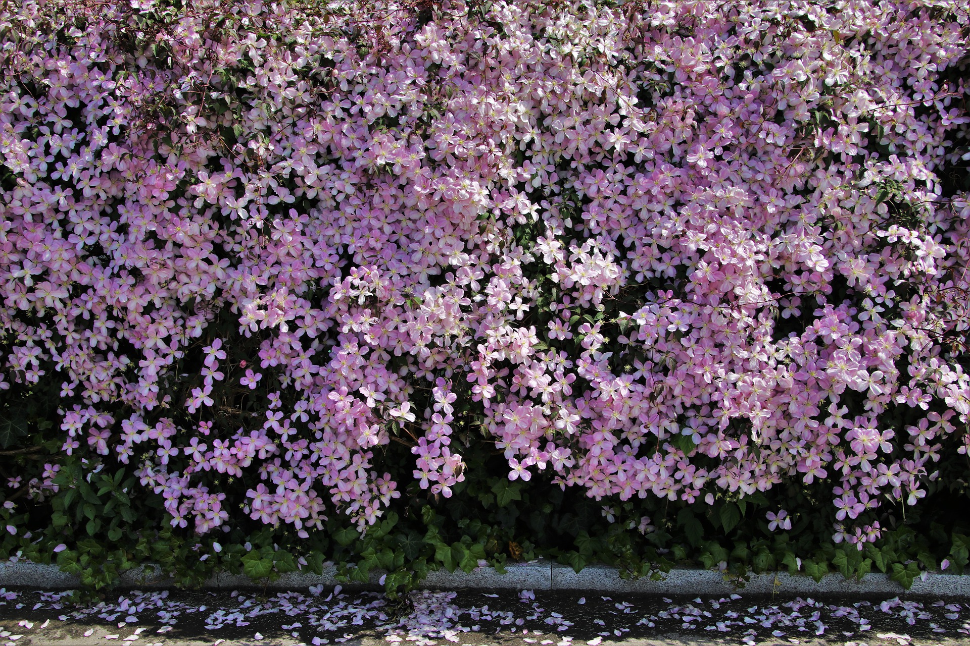 clematis