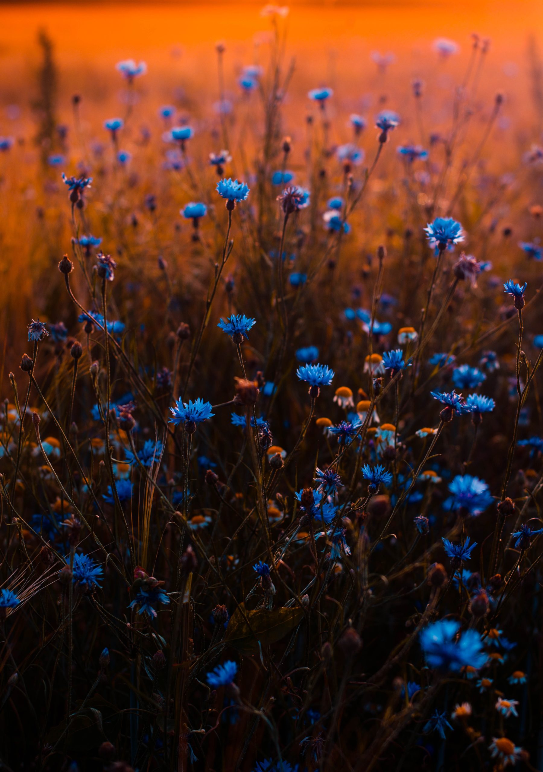 korenbloemen