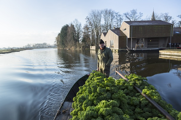 boerenkooloogst Broek op Langedijk