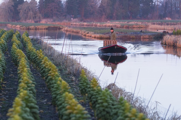 boerenkooloogst Broek op Langedijk
