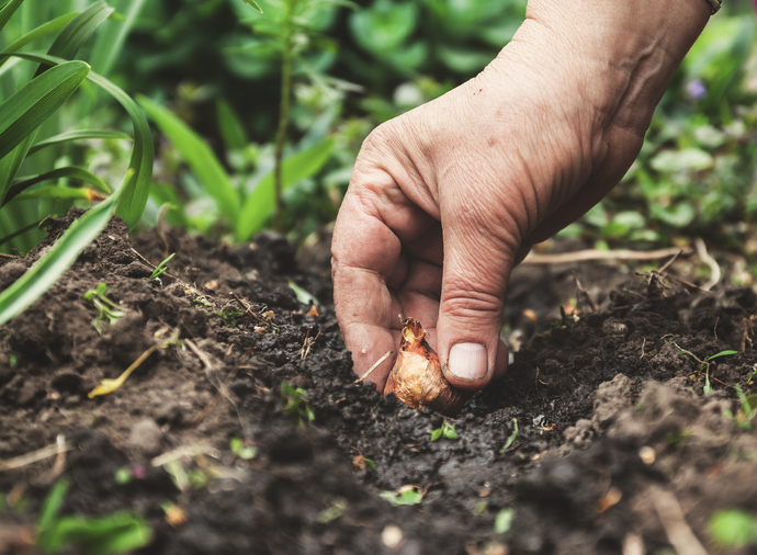 voorjaarsbollen planten - krokus - sneeuwklokje - warme grond