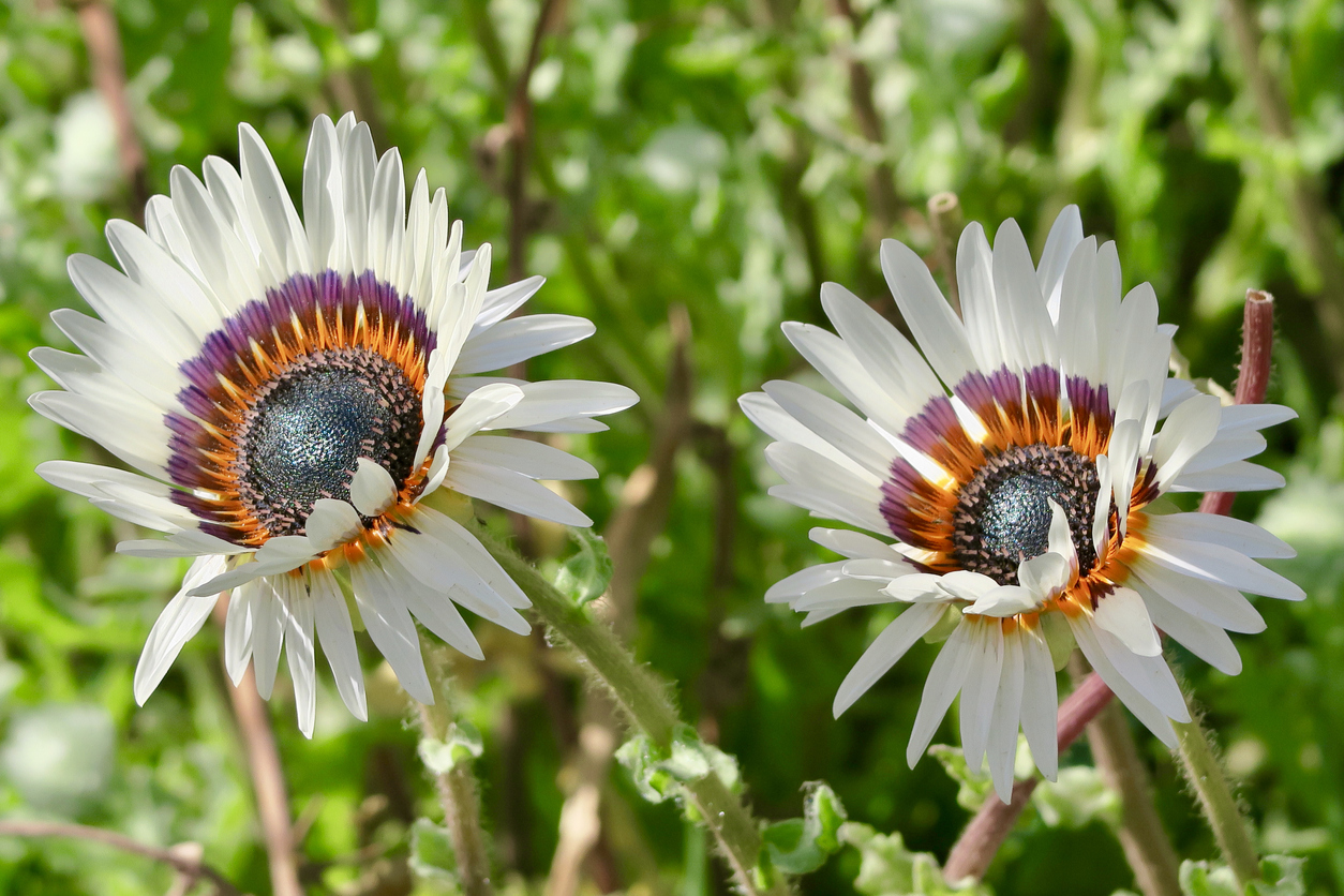 bonte ganzenbloem