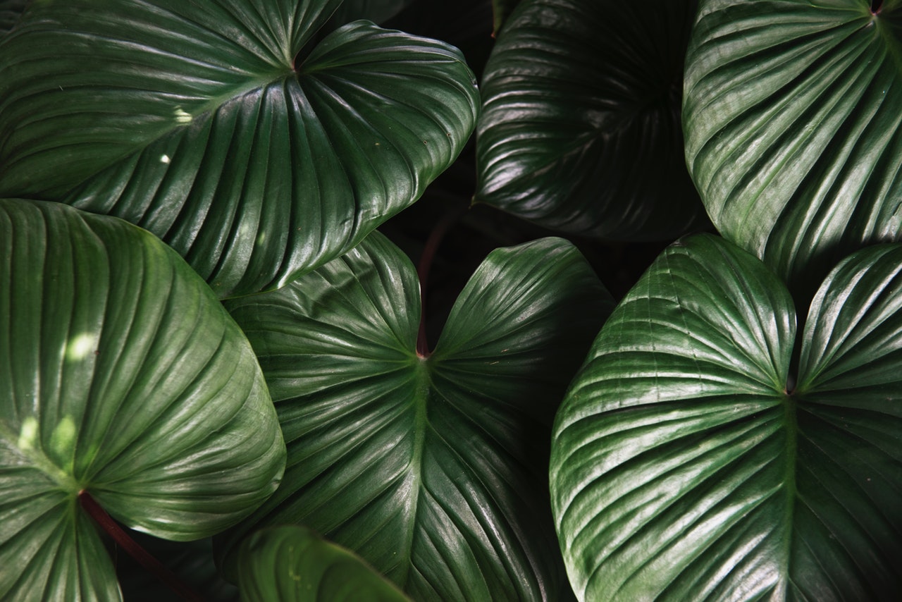 botanic-botanical