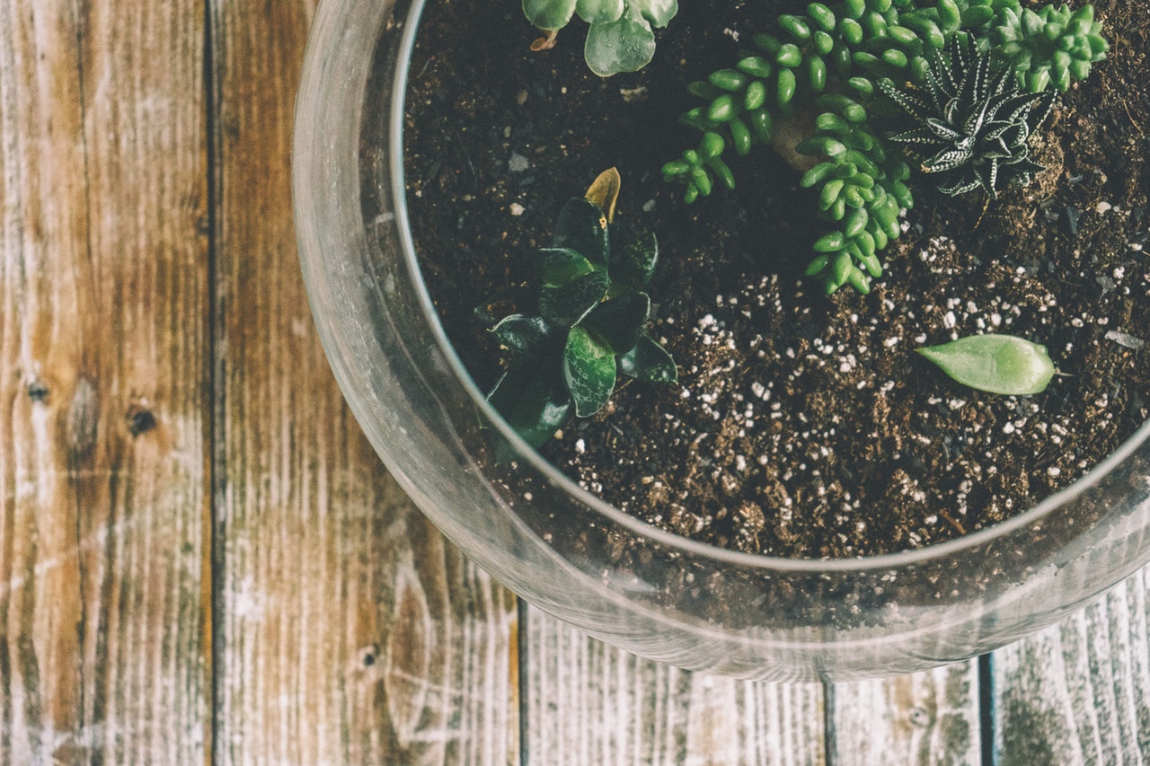 Terrarium