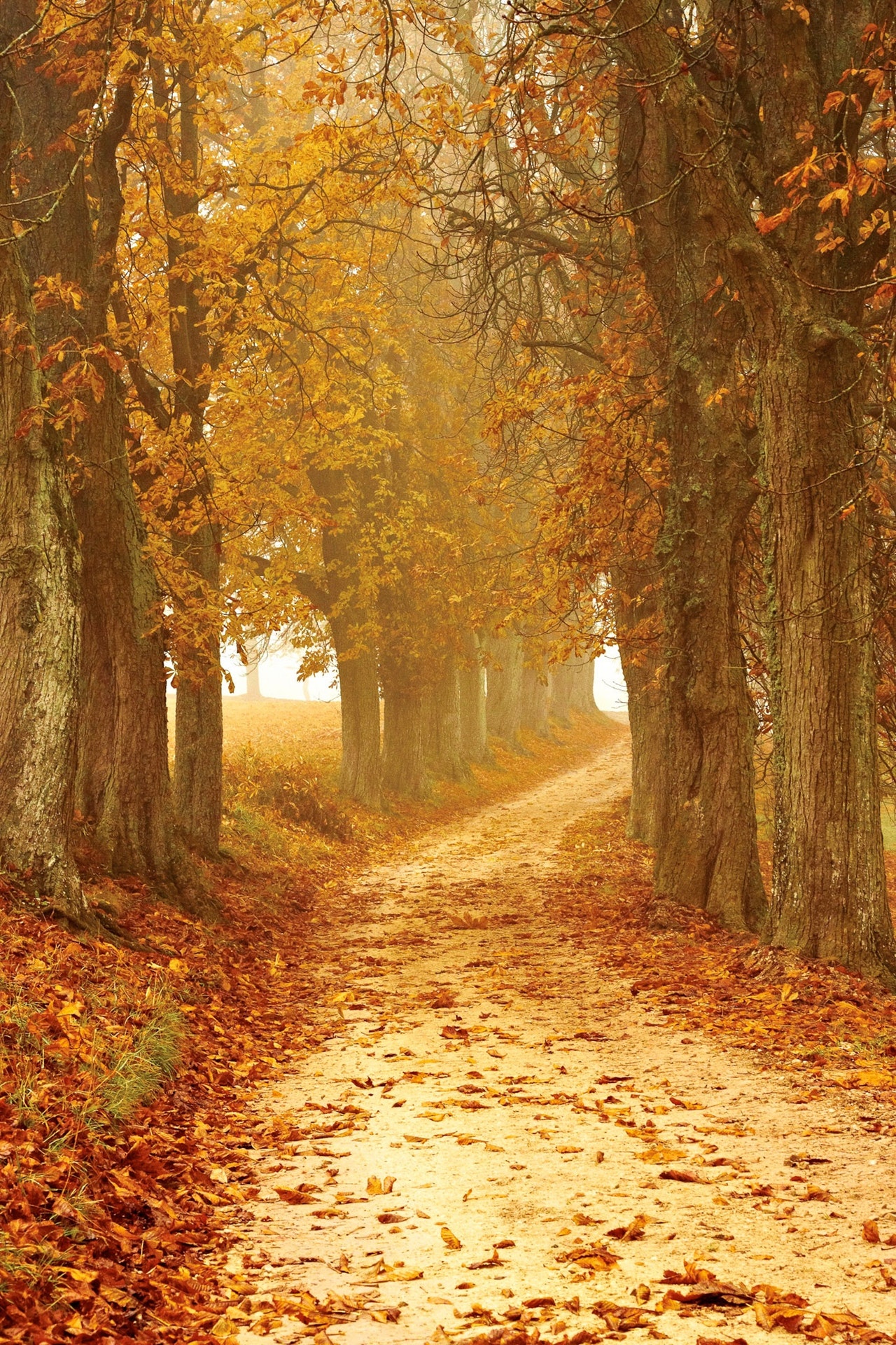 herfstfoto's