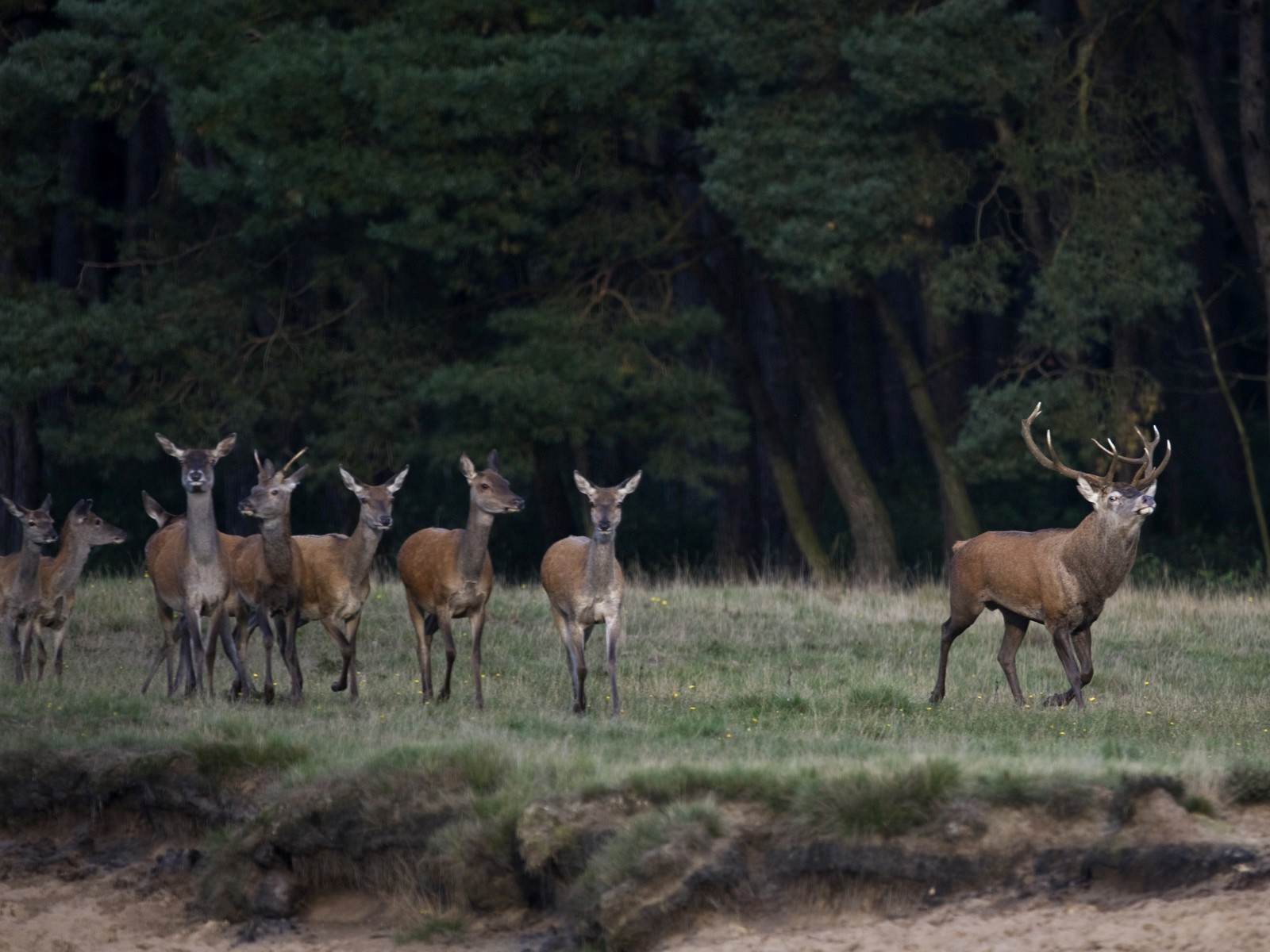 Het burlen van de edelherten is begonnen! Met indrukwekkend gebrul en geloei bestrijden ze elkaar. Een indrukwekkend spektakel. Beleef het mee op de Veluwe!