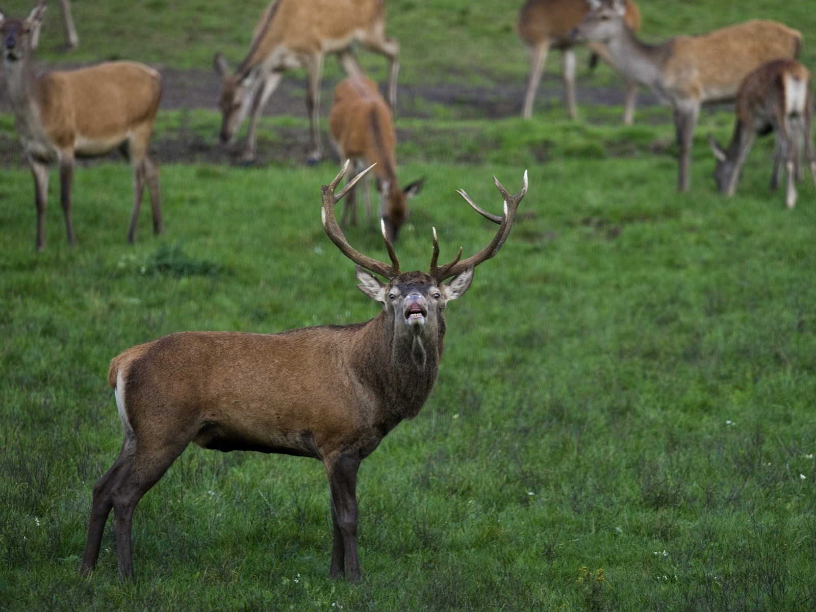 Het burlen van de edelherten is begonnen! Met indrukwekkend gebrul en geloei bestrijden ze elkaar. Een indrukwekkend spektakel. Beleef het mee op de Veluwe