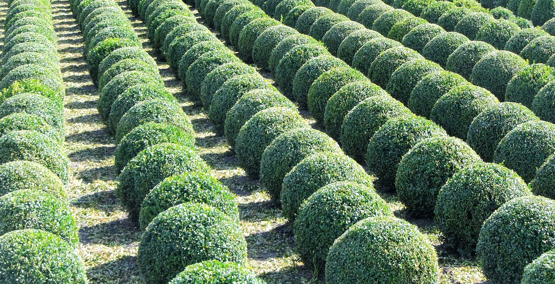 buxus snoeien