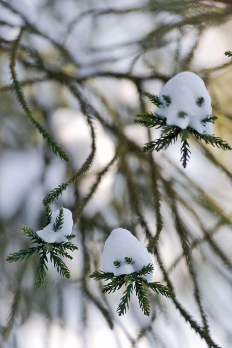 Pinetum De Belten